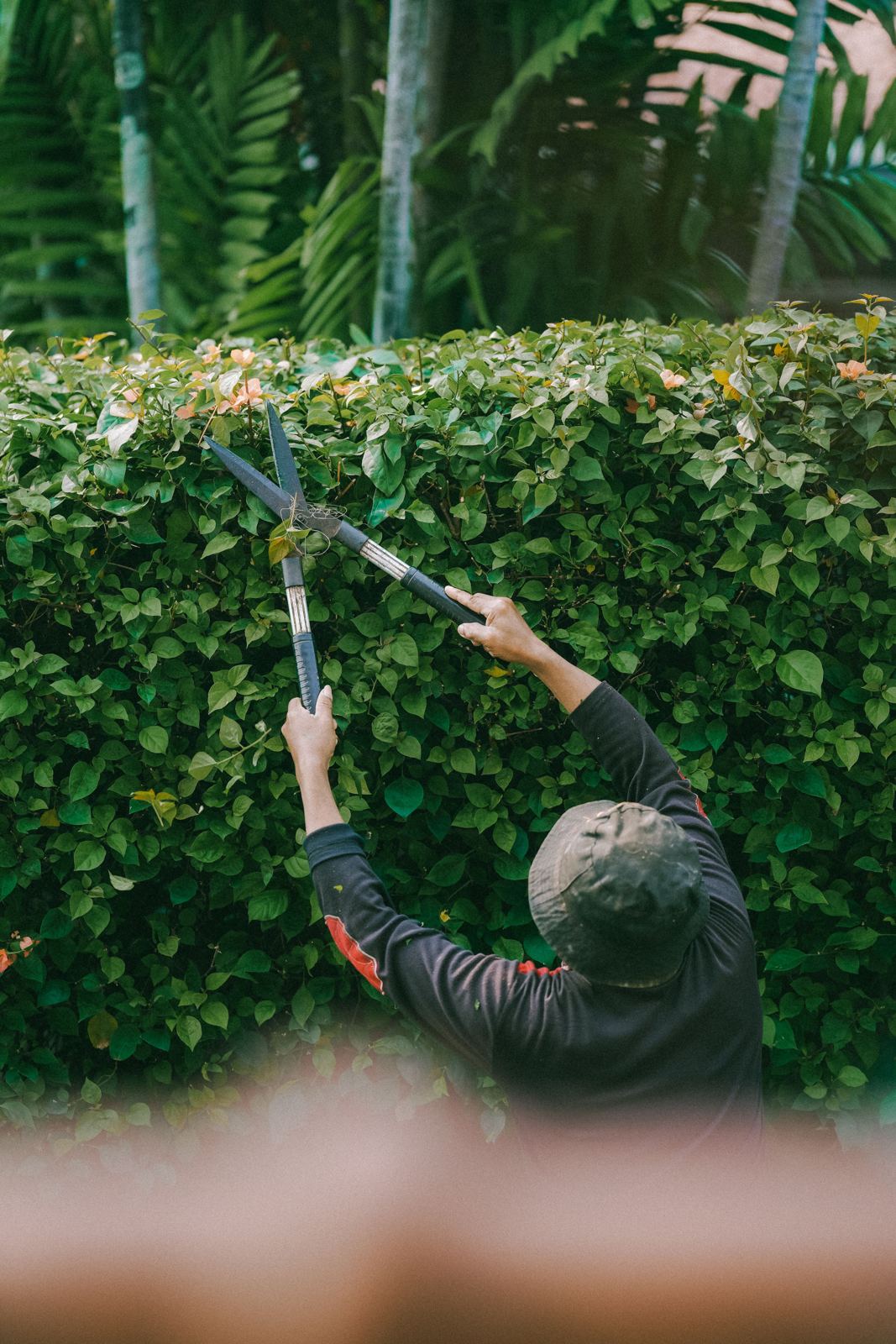 Gardener trimming a leafy hedge with long-bladed hand shears