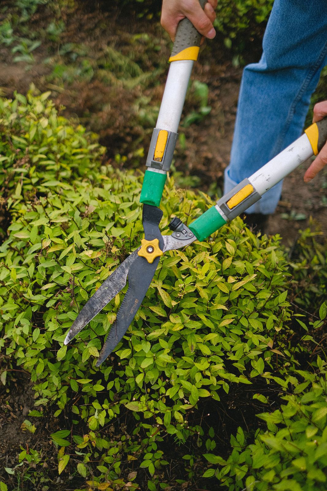 Hedge shears cutting back the soft green growth of a shrub